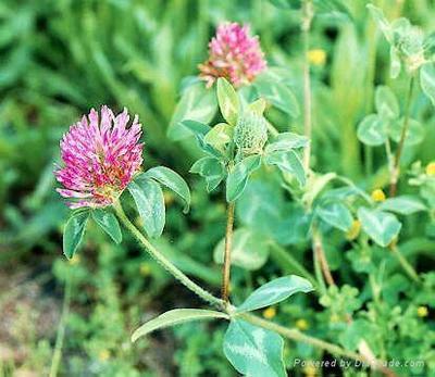 Herb extract powder Isoflavones Red Clover P.E.