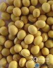 Soy bean Extract