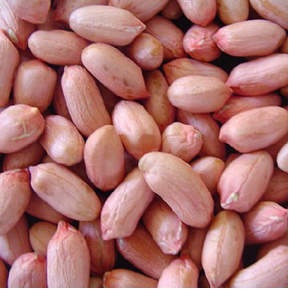 Shelled peanuts,shelled groundnuts,peanuts without shell, groundnuts without shell