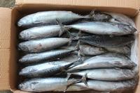 Bonito Tuna /Skip jack Tuna