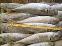 Horse Mackerel