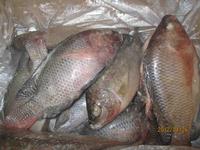Tilapia
