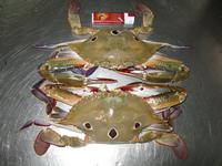 Three Spot Crab