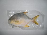 Golden Pomfret