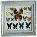 crude specimen of butterfly for decoration