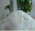 Hydroxypropyl Cellulose(HPC)