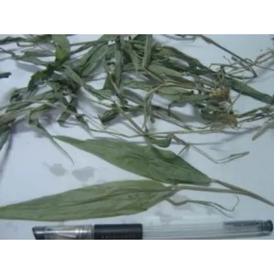 Lophatherum Herb