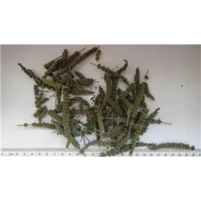 Schizonepeta Spike