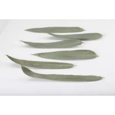 Indocalamus Leaf