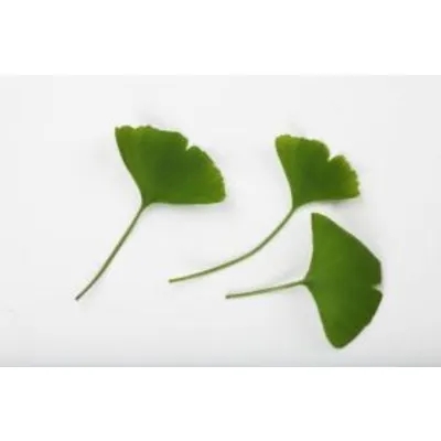 Ginkgo Leaf