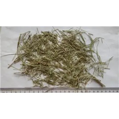Bottle-Brush Herb