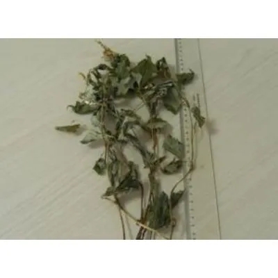 Houttuynia Herb