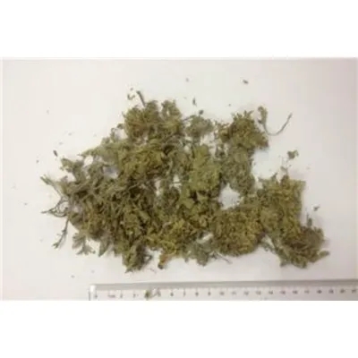 Capillary Wormwood