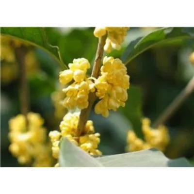 Sweet-scented Osmanthus