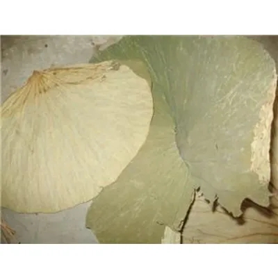 Lotus Leaf