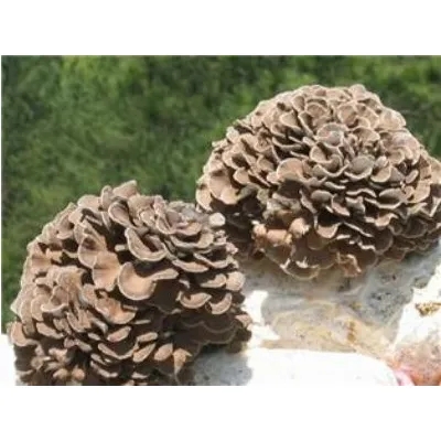 Maitake