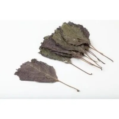 Perilla Leaf