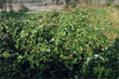 Pueraria Lobata Extract