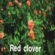 Red Clover Extract