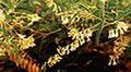 Astragalus Extract