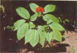 Ginseng Extract