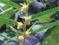 Milk Thistle Extract