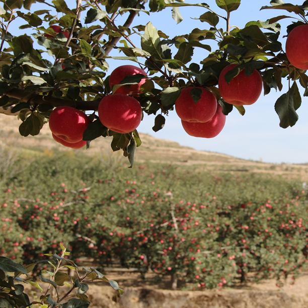 Fresh apple fruit from Netafim