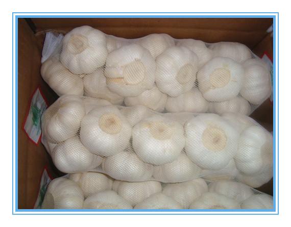 Wholesale pure white fresh natural garlic