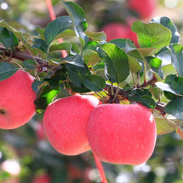 Fresh Apple Fruit From Netafim