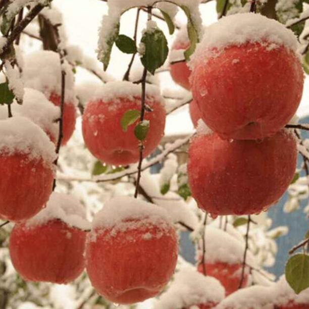 Fresh Apple Fruit From Netafim