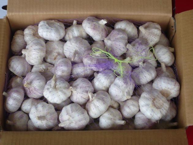 Wholesale Pure White Fresh Natural Garlic