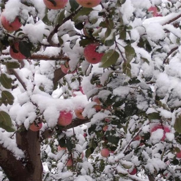 Fresh Apple Fruit From Netafim