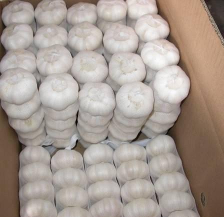 Wholesale Pure White Fresh Natural Garlic