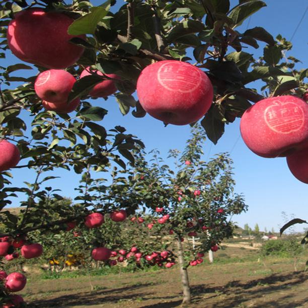 Fresh Apple Fruit From Netafim