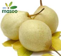 Ya Pear (Chinese White Pear) from China (Wholesale)