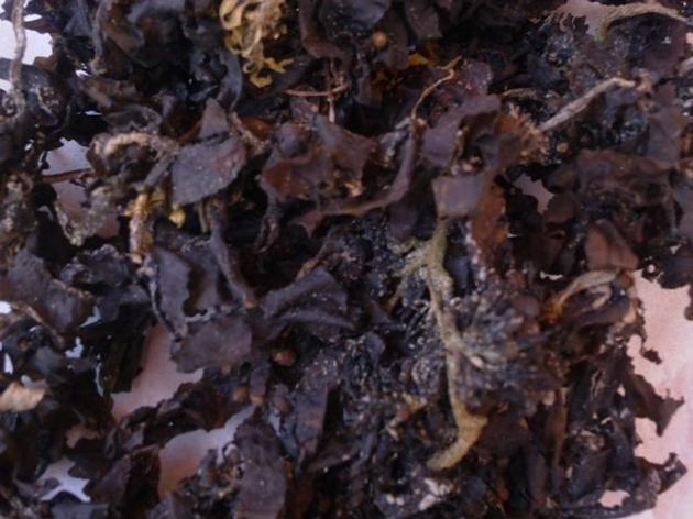 Dried Sargassum Seaweed