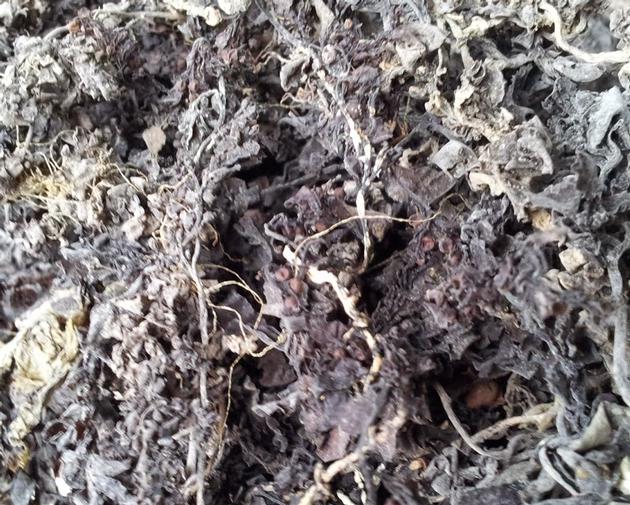 Dried Sargassum Seaweed