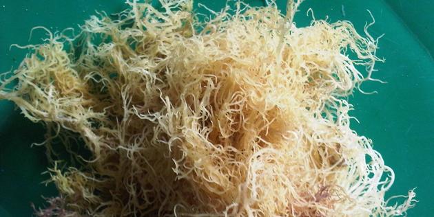 Dried Eucheuma Spinossum Seaweed