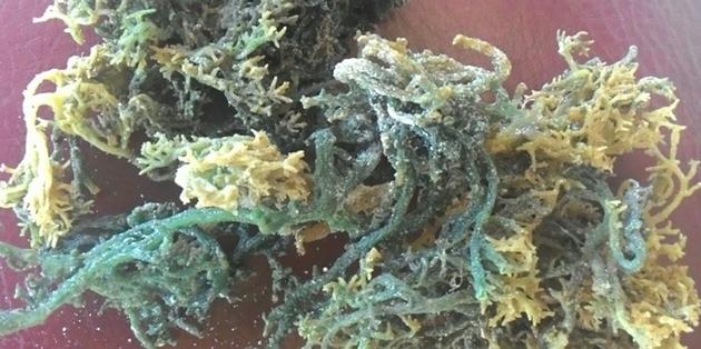 Dried Eucheuma Cottonii Seaweed