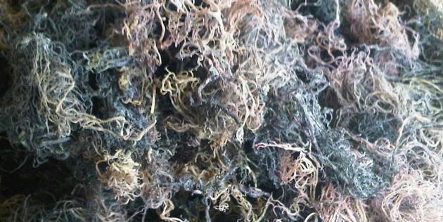 Dried Gracilaria Seaweed