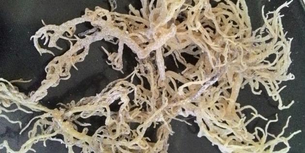 Dried Eucheuma Cottonii Seaweed