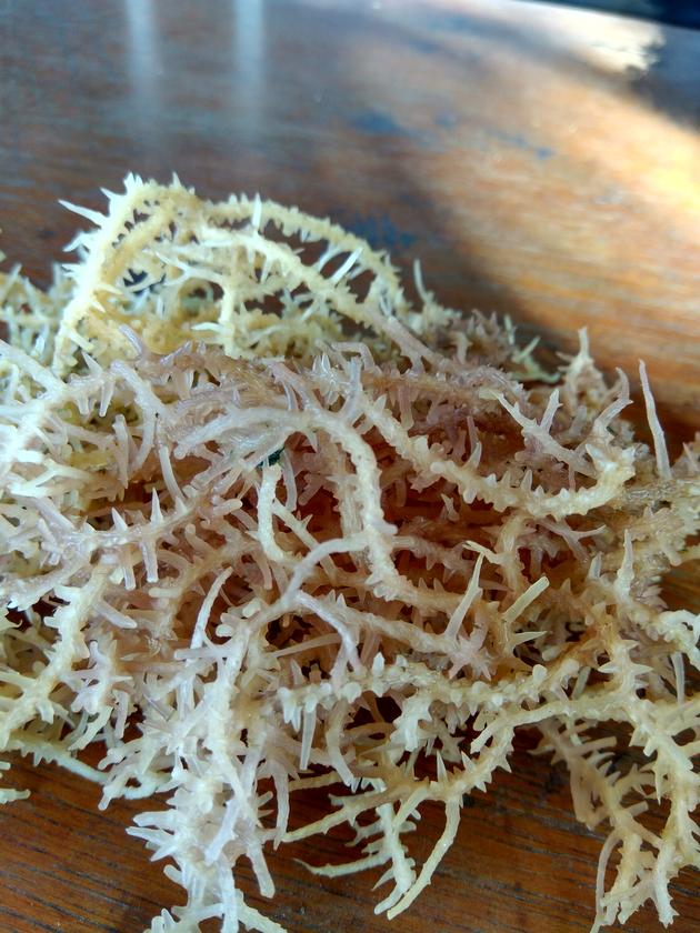 Dried Eucheuma Spinossum Seaweed