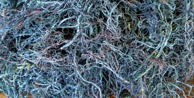 Dried Gracilaria Seaweed