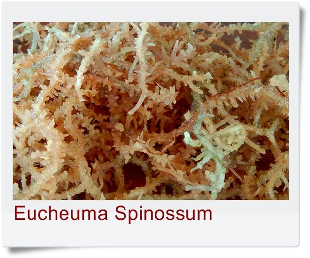 Dried Eucheuma Spinossum Seaweed