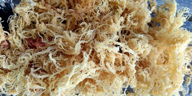 Dried Eucheuma Spinossum Seaweed