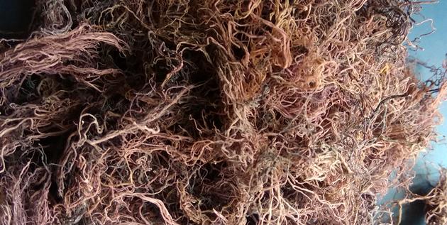 Dried Gracilaria Seaweed