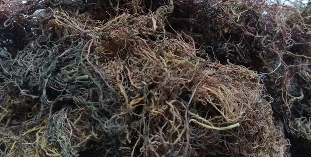 Dried Gracilaria Seaweed