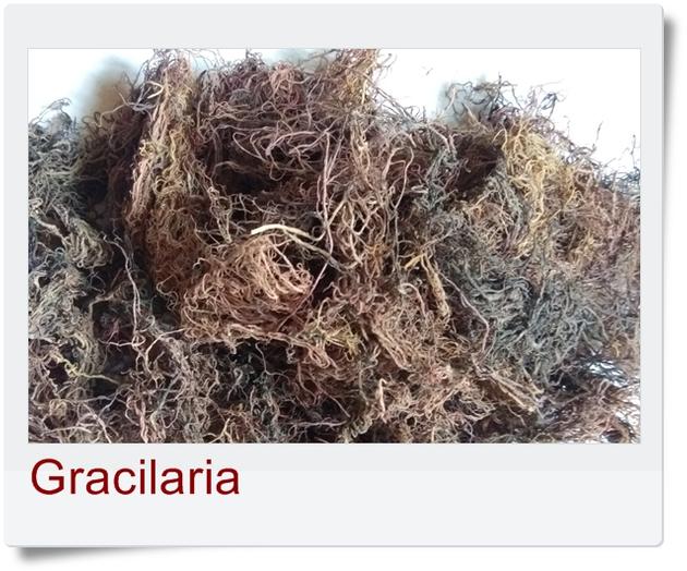 Dried Gracilaria Seaweed