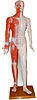 Acupuncture models
