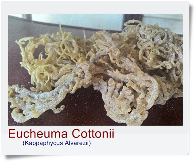 Dried Eucheuma Cottonii Seaweed